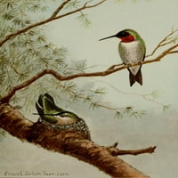 Bird Life Ruby-Thrummingbird Poster Print Ernest T. Seton