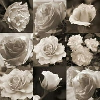 Rose Collection Poster Print by Marlana Semenza