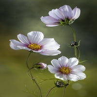* Cosmos poster Print - Mandy Disher