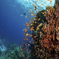 Anthias riba se navijala preko koraljne Bommie u Crvenom moru. Poster Print Brook Peterson Stocktrek