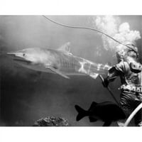 Posterazzi Sal sirski ronilac Sredstvo za čišćenje glavnog spremnika kao veliki tigarski morski pas