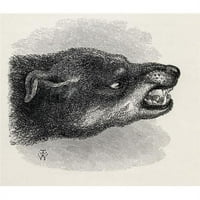 Posterazzi DPI1862846Lage Šef of Snarling ilustracija psa izvučena iz života gospodina Wood-a iz knjige