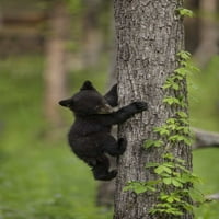 Tennessee Black Bearb Cub penjanje na Don Grall