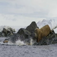 Norveška, Svalbard Walruses ulazi u vodu Bill Young
