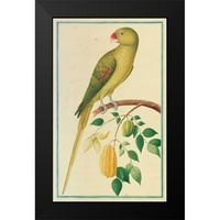 De Bevere, Pieter crni moderni uokvireni muzej umjetnički print pod nazivom - Aleksandrinski papagaj.
