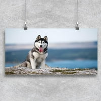 Husky Dog sjedi na planinskom posteru -image od shutterstock