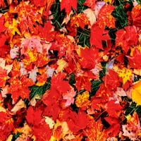 Izbliza javorov listova na travi, Emery Park, Erie County, New York, Sjedinjene Američke Države Poster Print panoramskim slikama