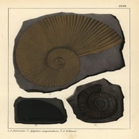 Izumrli fosilni gastropodovi AMMITETI FIMBRIATUSA Poster Print ® Florilegius Mary Evans