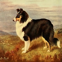 Nova knjiga pasa Collie Poster Print Lilian Cheviot