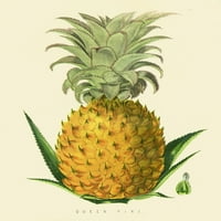 Queen Pine Pineapple Ilustracija Art Print Cool Ogroman veliki divovski poster Art 36x54