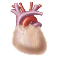 Ljudsko srce prekriveno perikardijumskom posterom Print Trifocal Communications Stocktrek Images