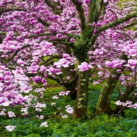 Delaware, Wilmington cherry cvjetovi drvo Jay Obrien
