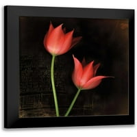 Punilo, rik crni moderni uokvireni muzej umjetnički print pod nazivom - vrsta tulipana
