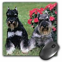 3Droza Schnauzer - jastučić miša, po