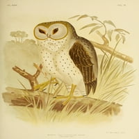 Ptice Australije Delikatne lističke postere Ispiši G.J. Broinowski