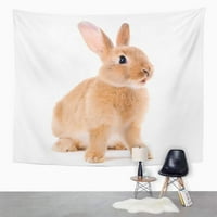 Brown Bunny Little Rabbit Bijela slatka sjedeća za kućne ljubimce Zidna umjetnost Viseća tapiserija