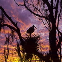 Florida Ibis na gnijezdu na zalasku sunca Nancy Rotenberg