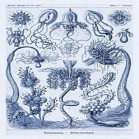 Ilustracije prirode Haeckel: CEPHLOPODS - tamno plavi nijansi za štampar otisak ernst Haeckel