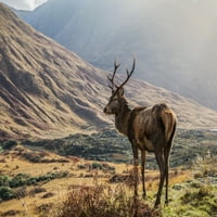 Crveni jelen stoji ponosan u škotskom Glen; Škotska Karol McKay Design Pics
