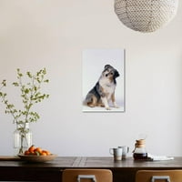 Australian Shepherd napetost, Životinje Umljene Fotografske tiskane Zidne umjetnosti Dlillc Prodano