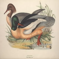 Ptice Europe Goander Poster Print J & E Gould