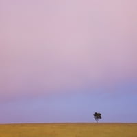 Usamljeno drvo protiv horizonta na zalasku sunca; Kenija Poster Print
