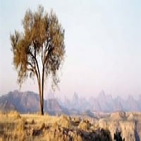 Drvo u polju s planinskim lancem u pozadini, Debre Damo, Tigray, Etiopija Poster Print