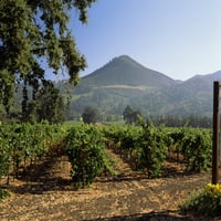 Vinograd u Chateau St. Jean Vinarija, Kenwood, Sonoma County, California, Sjedinjene Američke Države