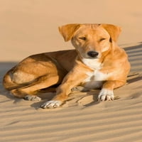 Pas ležeći u pješčanim dinama, Thar Desert, Jaisalmer, Rajasthan, Indija Poster Print Philip Kramer