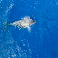Zlarilački pogled na grbavi kita, Megaptera Novaejliae, odmah ispod površine. Poster Print od Davida