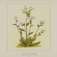 Divlje cvijeće američke kraljeve eritrichium poster print nepoznatog